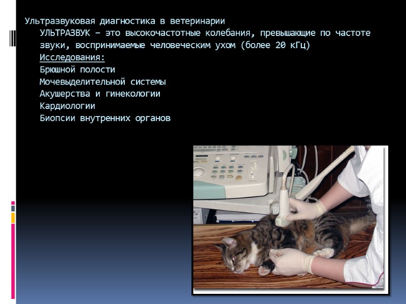 Ультразвуковая диагностика в ветеринарии УЛЬТРАЗВУК – это высокочастотные колебания, превышающие по частоте звуки, воспринимаемые